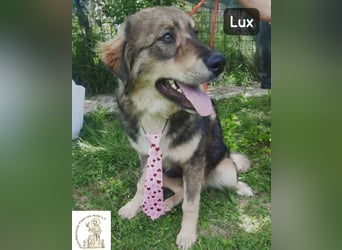 Lux – der kleine Abenteurer auf vier Pfoten!