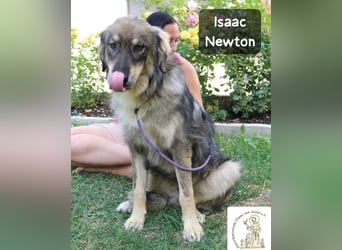 Isaac Newton – Abenteurer auf vier Pfoten!