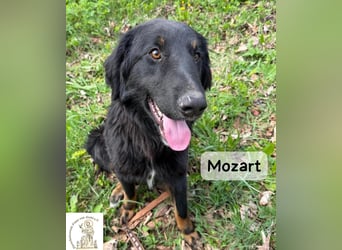 Mozart – mehr Ausstrahlung geht kaum!