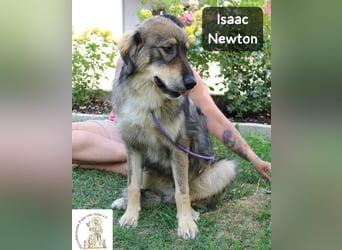 Isaac Newton – Abenteurer auf vier Pfoten!