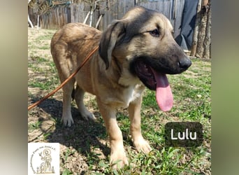 Lulu – kleiner Entdecker auf der Suche nach seinem Team!