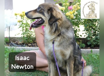 Isaac Newton – Abenteurer auf vier Pfoten!