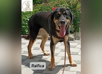 Ralfica – Manchmal braucht ein Herz nur den richtigen Menschen!