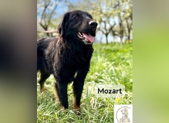 Mozart – mehr Ausstrahlung geht kaum!
