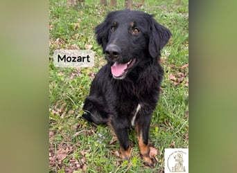 Mozart – mehr Ausstrahlung geht kaum!