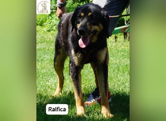 Ralfica – Manchmal braucht ein Herz nur den richtigen Menschen!