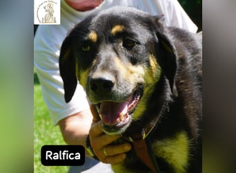 Ralfica – Manchmal braucht ein Herz nur den richtigen Menschen!