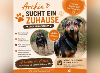 Archie 13 Jahre alt ? und plötzlich steht seine Welt still in Dessau-Roßlau
