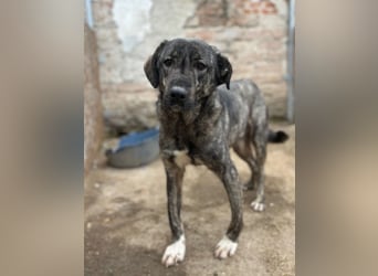 Notfell ⭐️ARI⭐️, besondere Hundeseele, Rüde, 2 Jahre, 55cm, Mischling, Tierschutz Rumänien