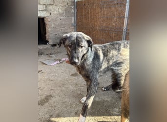 Notfell ⭐️ARI⭐️, besondere Hundeseele, Rüde, 2 Jahre, 55cm, Mischling, Tierschutz Rumänien