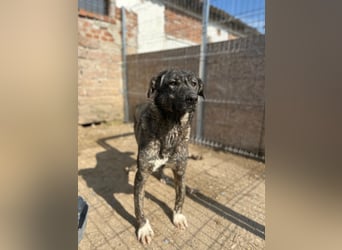 ARI, feiner Kerl, 2 Jahre, 62 cm, Mischling, Pflegestelle 57635, Tierschutz Rumänien
