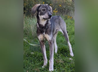 Zauberhafte Nori wartet auf unserem Tierschutzhof in Portugal!