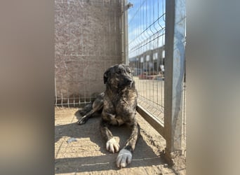ARI, feiner Kerl, 2 Jahre, 62 cm, Mischling, Pflegestelle 57635, Tierschutz Rumänien