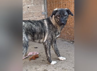 Notfell ⭐️ARI⭐️, besondere Hundeseele, Rüde, 2 Jahre, 55cm, Mischling, Tierschutz Rumänien