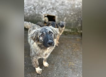 ⭐️HOPPI⭐️, fröhlicher Hüpfer, Rüde, 11 Monate, 61 cm, Mischling, Tierschutz Rumänien