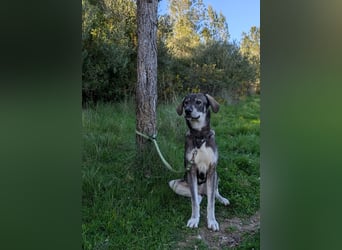 Zauberhafte Nori wartet auf unserem Tierschutzhof in Portugal!