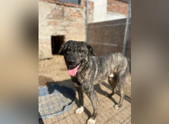 ARI, feiner Kerl, 2 Jahre, 62 cm, Mischling, Pflegestelle 57635, Tierschutz Rumänien