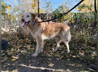 Habib - Braucht dringend einen warmen Platz!