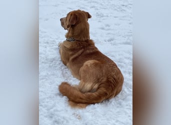 MÖHRCHEN, charakterstarke Aufpasserin, 1,5 Jahre, 70 cm, Mischling, Tierschutz, auf Pflege in 57635