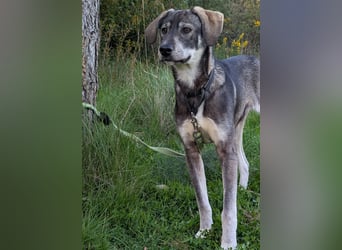 Zauberhafte Nori wartet auf unserem Tierschutzhof in Portugal!