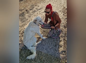 Aresz sucht sein Glück fürs Leben