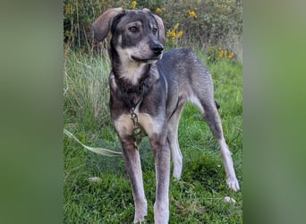 Zauberhafte Nori wartet auf unserem Tierschutzhof in Portugal!