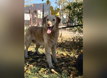 Habib - Braucht dringend einen warmen Platz!