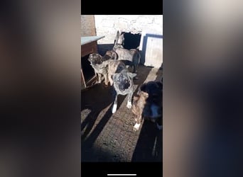 ⭐️CAJA⭐️, sanftes Hundemädchen, 11 Monate, 59 cm, Mischling, Tierschutz Rumänien