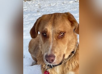 MÖHRCHEN, charakterstarke Aufpasserin, 1,5 Jahre, 70 cm, Mischling, Tierschutz, auf Pflege in 57635