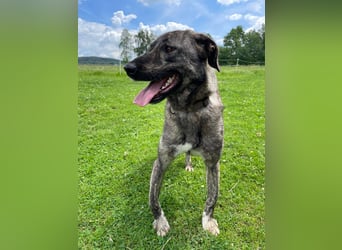 ARI, feiner Kerl, 2 Jahre, 62 cm, Mischling, Pflegestelle 57635, Tierschutz Rumänien