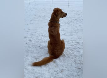 MÖHRCHEN, charakterstarke Aufpasserin, 1,5 Jahre, 70 cm, Mischling, Tierschutz, auf Pflege in 57635