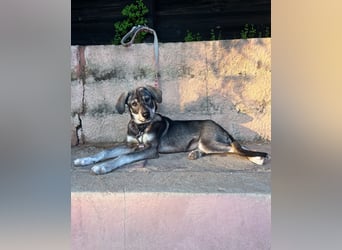 Zauberhafte Nori wartet auf unserem Tierschutzhof in Portugal!