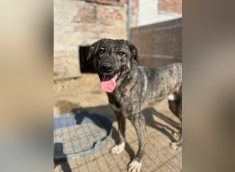 ARI, feiner Kerl, 2 Jahre, 62 cm, Mischling, Pflegestelle 57635, Tierschutz Rumänien