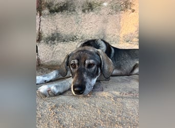 Zauberhafte Nori wartet auf unserem Tierschutzhof in Portugal!