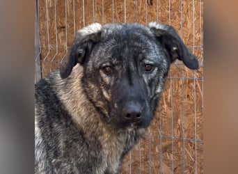 Notfell ⭐️ARI⭐️, besondere Hundeseele, Rüde, 2 Jahre, 55cm, Mischling, Tierschutz Rumänien