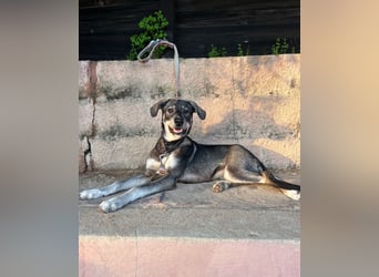 Zauberhafte Nori wartet auf unserem Tierschutzhof in Portugal!