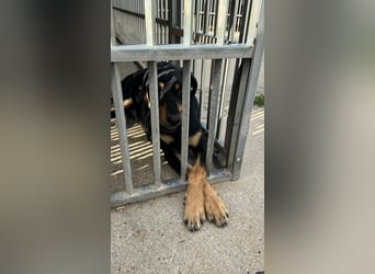 Kannst du Anubis dein Herz schenken?