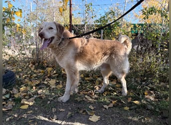 Habib - Braucht dringend einen warmen Platz!