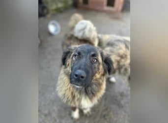 ⭐️CAJA⭐️, sanftes Hundemädchen, 11 Monate, 59 cm, Mischling, Tierschutz Rumänien