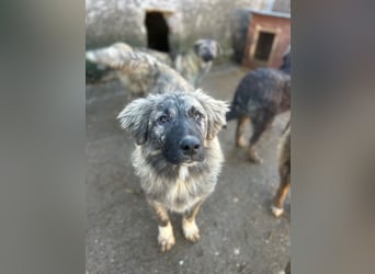 ⭐️HOPPI⭐️, fröhlicher Hüpfer, Rüde, 11 Monate, 61 cm, Mischling, Tierschutz Rumänien