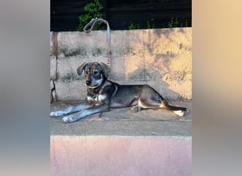 Zauberhafte Nori wartet auf unserem Tierschutzhof in Portugal!