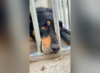 Kannst du Anubis dein Herz schenken?