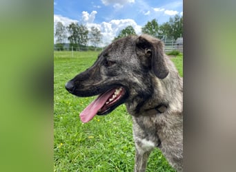 ARI, feiner Kerl, 2 Jahre, 62 cm, Mischling, Pflegestelle 57635, Tierschutz Rumänien