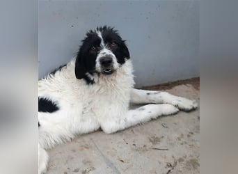 Riesenflauschi Emy ist soooo lieb, möchte Rumänien schnell verlassen
