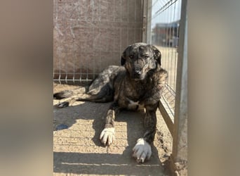 Notfell ⭐️ARI⭐️, besondere Hundeseele, Rüde, 2 Jahre, 55cm, Mischling, Tierschutz Rumänien