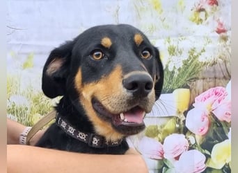 Kannst du Anubis dein Herz schenken?