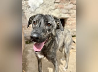 Notfell ⭐️ARI⭐️, besondere Hundeseele, Rüde, 2 Jahre, 55cm, Mischling, Tierschutz Rumänien