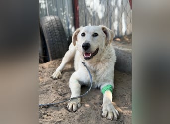 Aresz sucht sein Glück fürs Leben