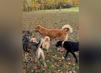 MÖHRCHEN, charakterstarke Aufpasserin, 1,5 Jahre, 70 cm, Mischling, Tierschutz, auf Pflege in 57635