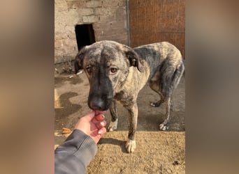 Notfell ⭐️ARI⭐️, besondere Hundeseele, Rüde, 2 Jahre, 55cm, Mischling, Tierschutz Rumänien